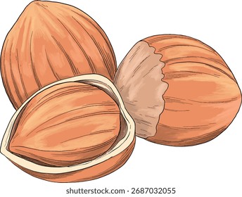 avelã Noz cor esboço ilustração botânica	