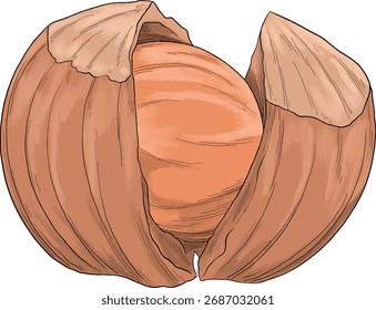 avelã Noz cor esboço ilustração botânica	