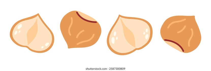 Hazelnut. Whole and half brown hazelnut. Vegan food ingredients. Vector illustration isolated on white background