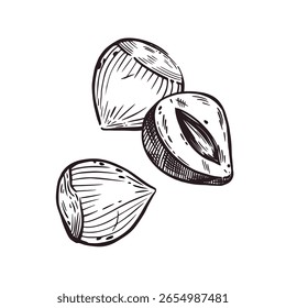 Avellana, avellana entera y media avellana. Ilustración vectorial dibujada a mano con tinta. Para la impresión en el embalaje de productos con frutos secos, cosméticos, vajilla y textiles de cocina. Ilustración vectorial