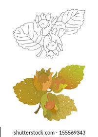 Hazelnuts