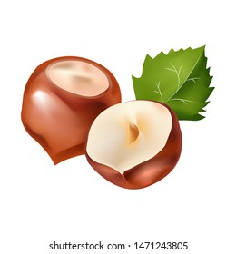 hazelnuts 3d realistic vector isolated. Filbert edible seeds. Ripe and raw.  Logo organic healthy food, energy bar. illustration