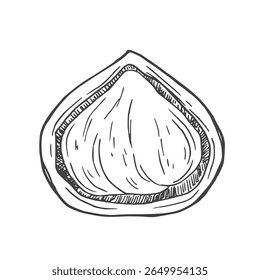 Colección de avellanas de Ilustraciones vectoriales de tinta dibujadas a mano. La mitad de los granos de avellana y nueces en cáscara.