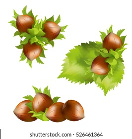 Hazellanas (Corylus avellana, cobnuez, filbert). Conjunto de ilustraciones vectoriales realistas dibujadas a mano de avellanas con hojas de avellano sobre fondo blanco. 