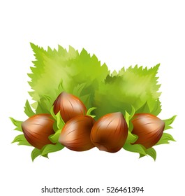 Hazelnuts (Corylus avellana, cobnut, filbert). Hand drawn realistic vector illustration of hazelnuts with hazel leaves on white background.