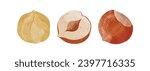 Hazelnuts Design elements. watercolour style vector illustration.