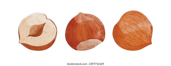 Hazelnuts Design elements. watercolour style vector illustration.