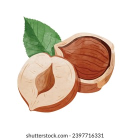 Hazelnuts Design elements. watercolour style vector illustration.