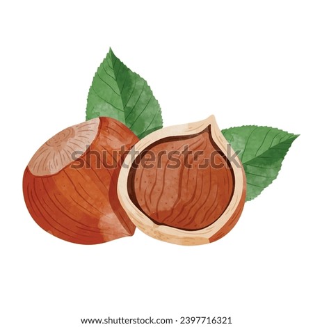 Hazelnuts Design elements. watercolour style vector illustration.