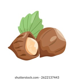 Haselnüsse Flacher Vektor, Cliparts-Illustration einzeln auf weißem Hintergrund.