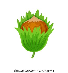 Hazelnuts in green leaves vector illustration isolated on white background.