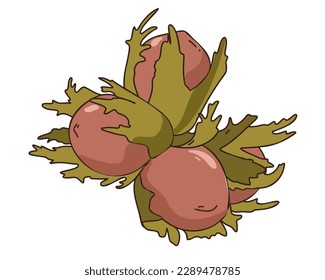 Hazelnuts in green leaves. Vector illustration
