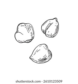 Hazelnuts hand drawn ink vector illustrations. Peeled nuts. Set of objects for label design.