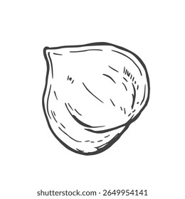 Hazelnuts hand drawn ink vector illustration. Whole and cut hazelnut kernels and nuts in shell.