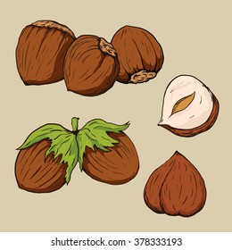 Hazelnuts in hand-drawn style. Vector illustration.