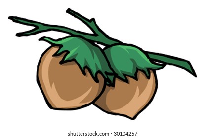 Hazelnuts Isolated Food