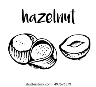 Hazelnuts isolated on white background, vector illustration