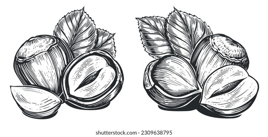 Hazelnuts isolated on white. Filberts with leaves. Nuts food sketch. Hand drawn vector illustration