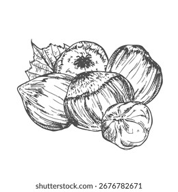 Hazelnuts isolated on white. Filberts with leaves. Nuts food sketch. Hand drawn vector illustration