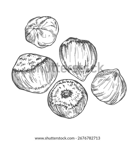 Hazelnuts isolated on white. Filberts with leaves. Nuts food sketch. Hand drawn vector illustration