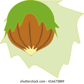 hazelnuts isolated, vector illustration