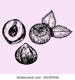 Hazelnuts with leaves, doodle style, sketch illustration, hand drawn, vector