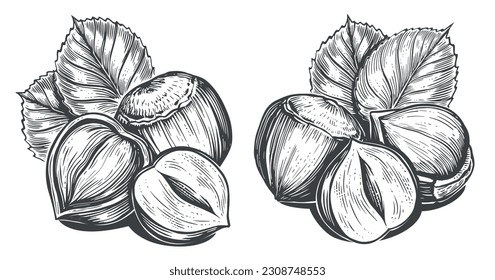 Hazelnuts with leaves. Nuts sketch vector illustration. Engraving style. Drawing with pen ink