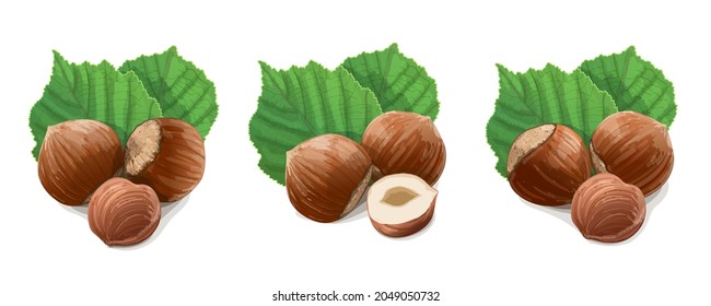 Hazelnuts with leaves on white background. Vector Illustration