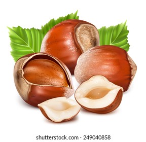 Hazelnuts with leaves. Photo-realistic vector illustration