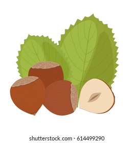 Hazelnuts with leaves, vector illustration.