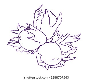 Hazelnuts in leaves.Doodle vector illustration