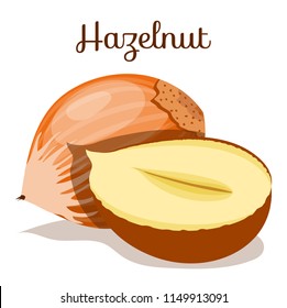 Hazelnuts nut. hazelnut peeled whole,chopped into halves,shell,half,kernel,nutshell. Whole nuts,hazelnut kernels. Modern flat cartoon vector illustration on white.Nut for poster,banner,packing,company