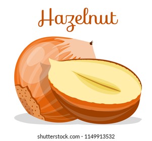 Hazelnuts nut. hazelnut peeled whole,chopped into halves,shell,half,kernel,nutshell. Whole nuts,hazelnut kernels. Modern flat cartoon vector illustration on white.Nut for poster,banner,packing,company