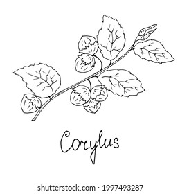 Hazelnuts On A Branch. Vector Illustration. Linear Drawing Of A Medicinal Plant.