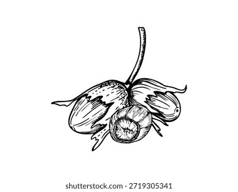 Avellanas en tallo monocromo Vector línea arte negro boceto de tinta. Vainas de nueces maduras en composición de cáscara. Dibujo de aguafuerte de semillas comestibles de cosecha de otoño para empaques, recetas culinarias, blogs de alimentos.
