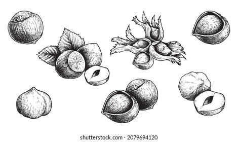 Hazelnuts set. Hand drawn sketch style forest nuts collection. Organic healthy food. Best for packaging design. Engraved style. Isolated on white background.