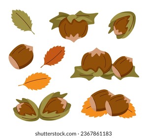 Hazelnuts. Set of hazelnuts with leaves on a white background.