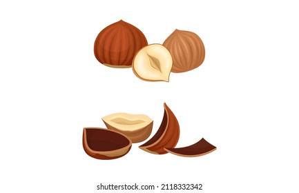 Hazelnuts set. Peeled organic nut vector illustration on white background