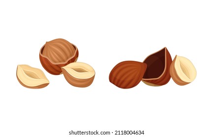 Hazelnuts set. Peeled whole and half nuts vector illustration