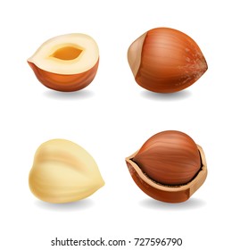 Hazelnuts set realistic vector