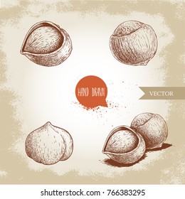 Hazelnuts set. Whole, peeled, singles and group. Hand drawn sketch style illustrations collection. Vector drawings.