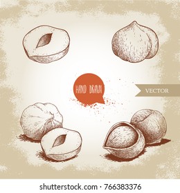Hazelnuts set. Whole, peeled, singles and group. Hand drawn sketch style illustrations collection. Vector drawings.