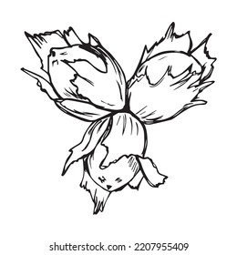 Hazelnuts in the style of a hand-drawn sketch. Hazelnuts with leaves. Vector
