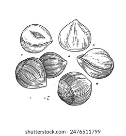 Hazelnuts. Tropical fruit, open and in a shell. Organic food concept. Vintage botanical illustrations.