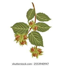 hazelnuts, vector drawing garden tree branches with nuts and green leaves isolated at white background, hand drawn illustration