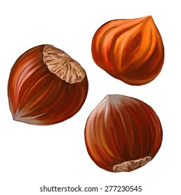 hazelnuts vector illustration  hand drawn  painted watercolor 