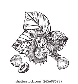 Avellanas, avellanas, avellanas, nueces enteras y nueces con hojas, media nuez. Todos los objetos están dibujados a mano con tinta. Ilustración vectorial para imprimir en el embalaje de mercancías, vajilla, textiles de cocina.