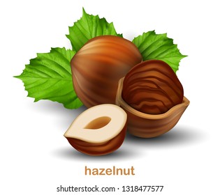 Hazelnuts. Whole walnut, half walnut and walnut in half shell with green leaves on a white background.  3D vector. High detailed realistic illustration