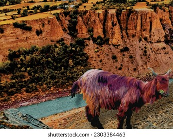 He goat going back from river is a captivating countryside nature animal photo painting ,great for decoration ,book cover ,magazine ,textile print ,valentine ,christmas gift card