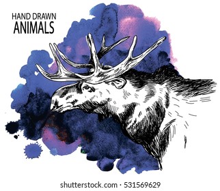 The head of an adult moose.  Deer horns. Drawing by hand in vintage style.